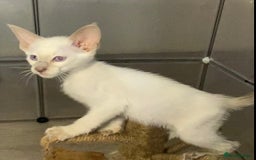 Oriental cats for sale: Oriental kitten - Image 4