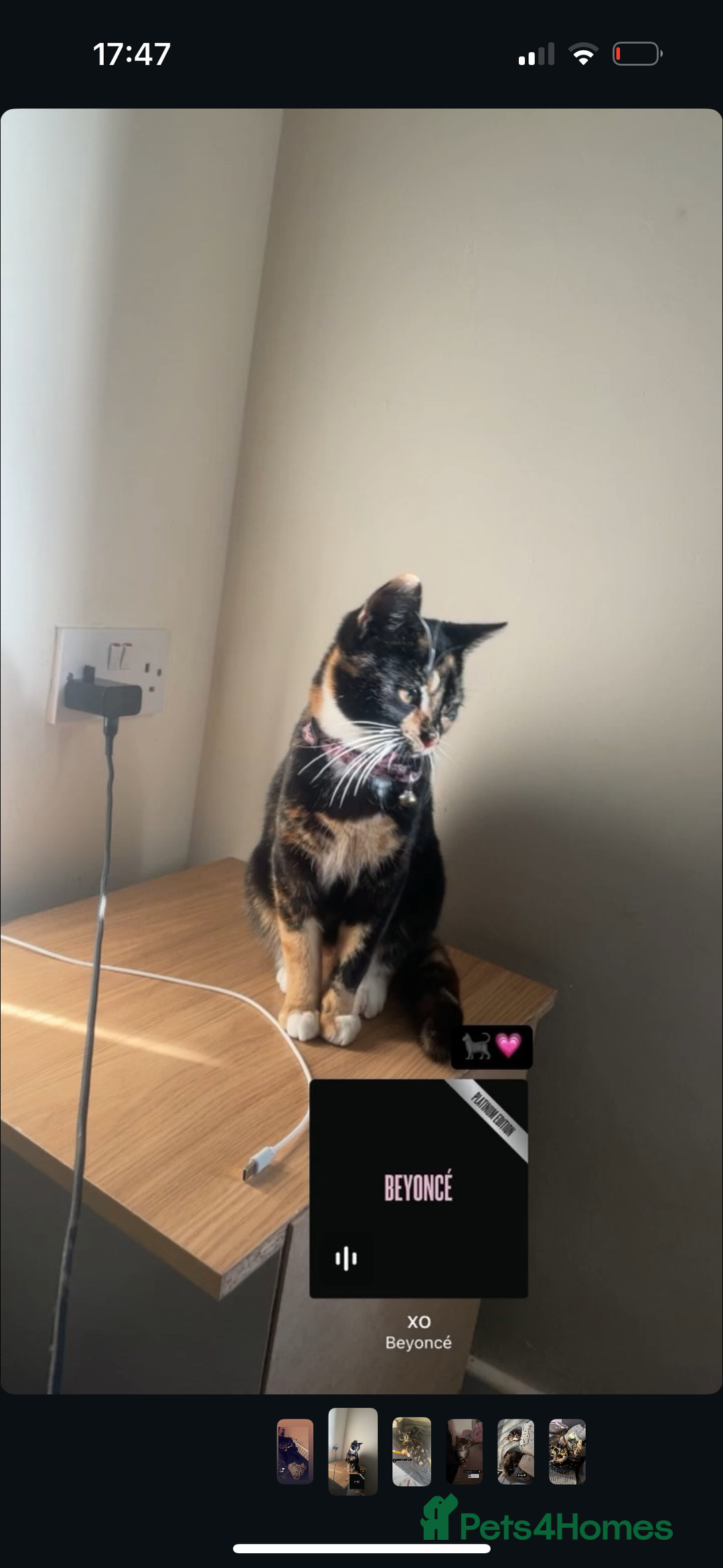 Mixed Breed cats for sale: Mother and son  - Advert 1