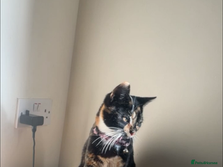 Mixed Breed cats Mother and son - Advert 1