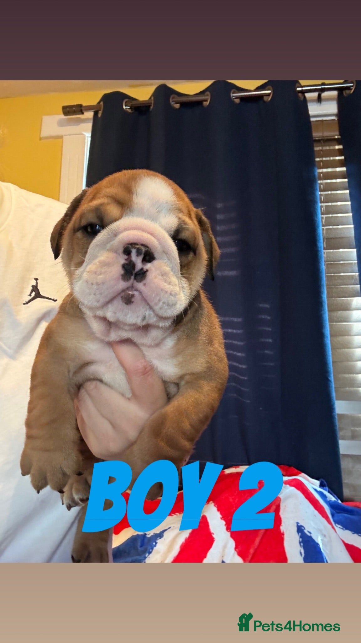 English Bulldog dogs Chunky Traditional British bulldogs kc registered  - Advert 6