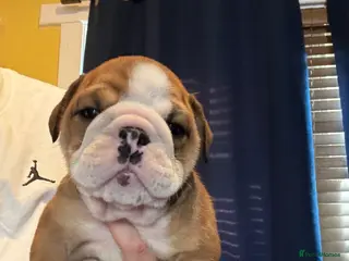 English Bulldog dogs Chunky Traditional British bulldogs kc registered - Advert 6