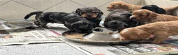 Cockapoo dogs for sale: F1 cockapoos 3x red left 🐶 ready now  - Advert 6