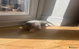 Scottish Fold cats for sale: Scottish fold and straights - Image 15