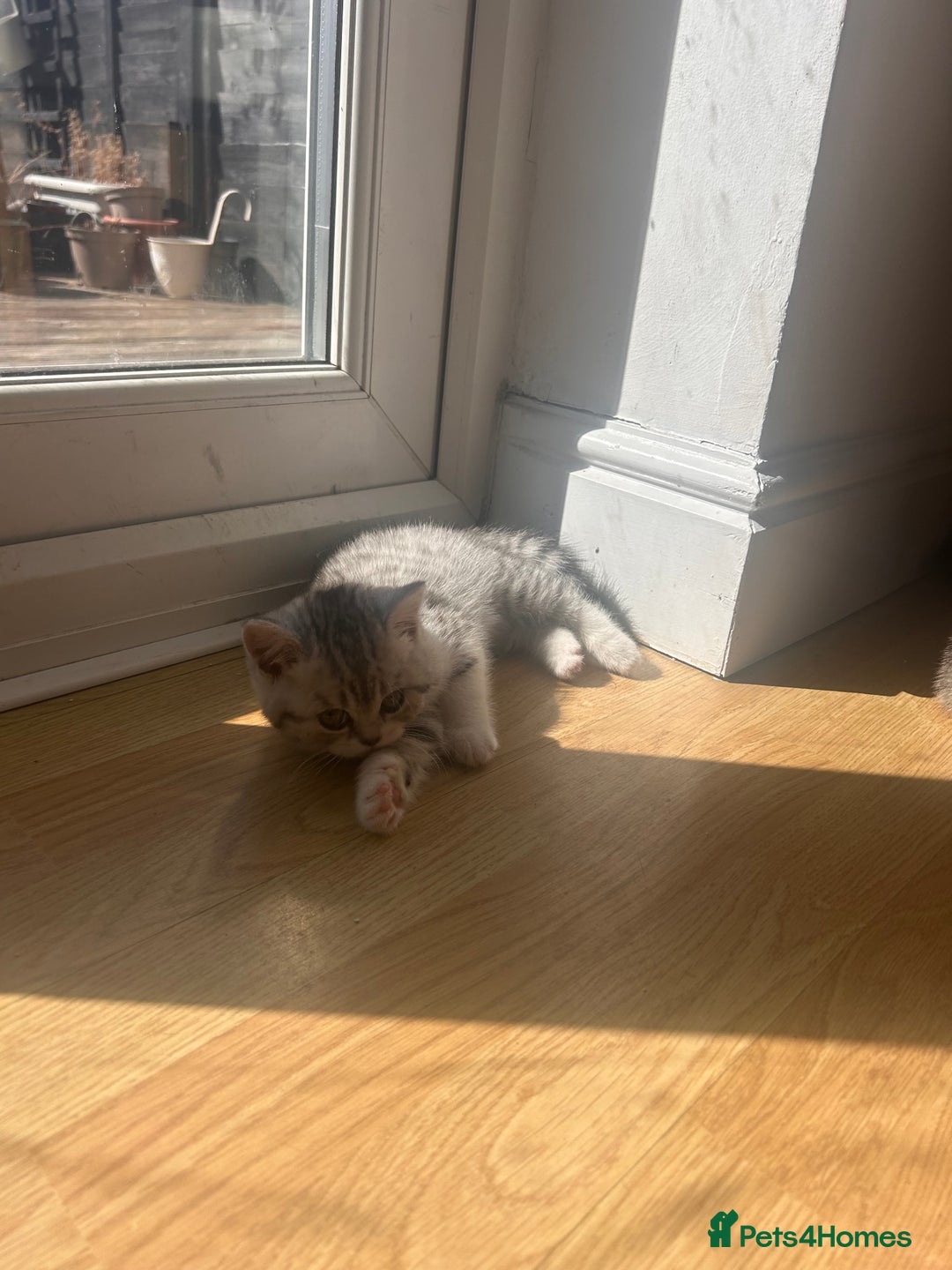 Scottish Fold cats for sale: Scottish fold and straights - Image 15