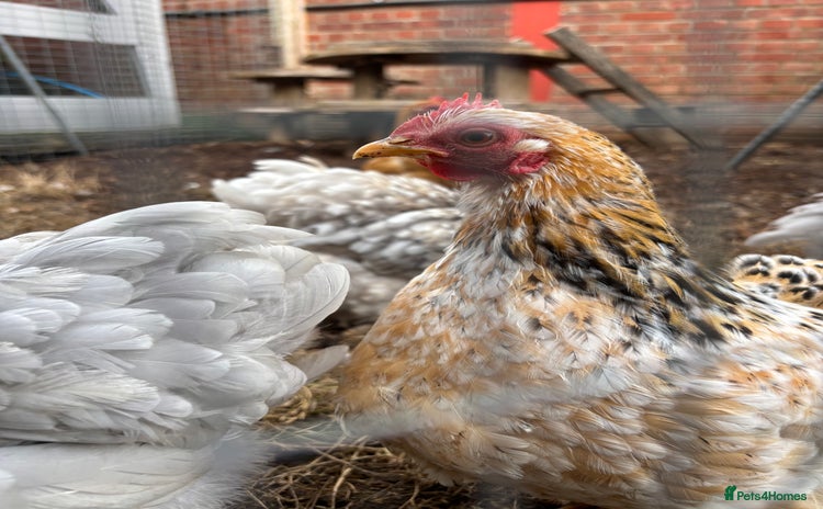 Chickens poultry - Advert 8