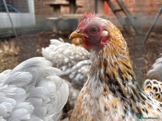 Chickens poultry - Advert 6