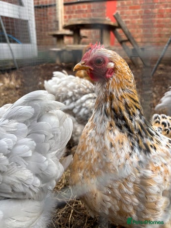 Chickens poultry - Advert 3