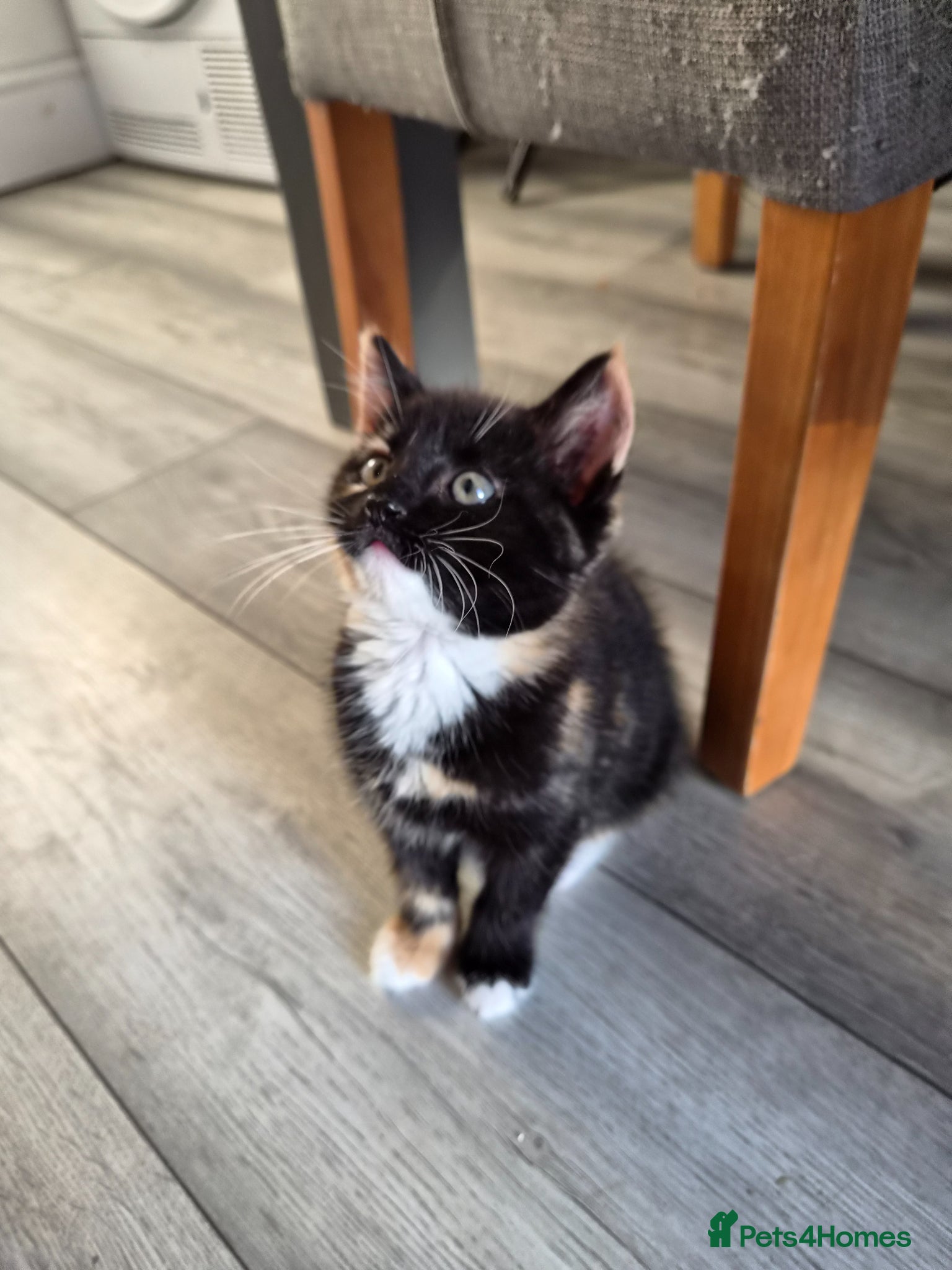Mixed Breed cats for sale: This little looking for her new home - Advert 1
