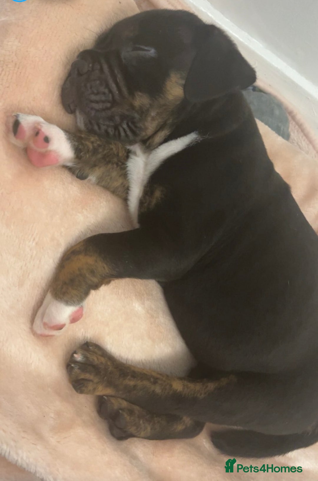 Olde English Bulldogge dogs for sale: Three Stunning pups looking for forever homes  - Advert 5