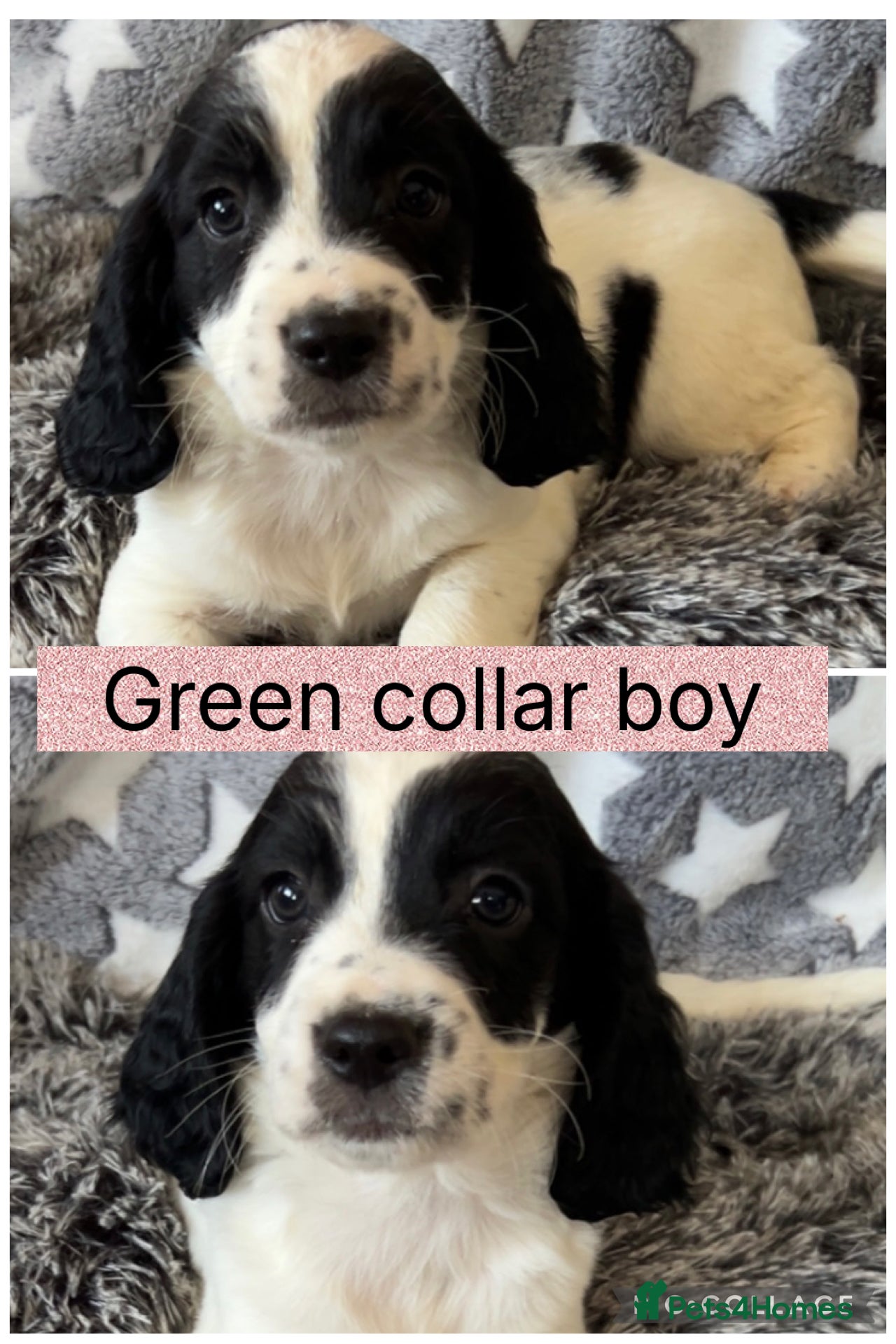 Cocker Spaniel dogs Show Cocker Spaniels  - Advert 1
