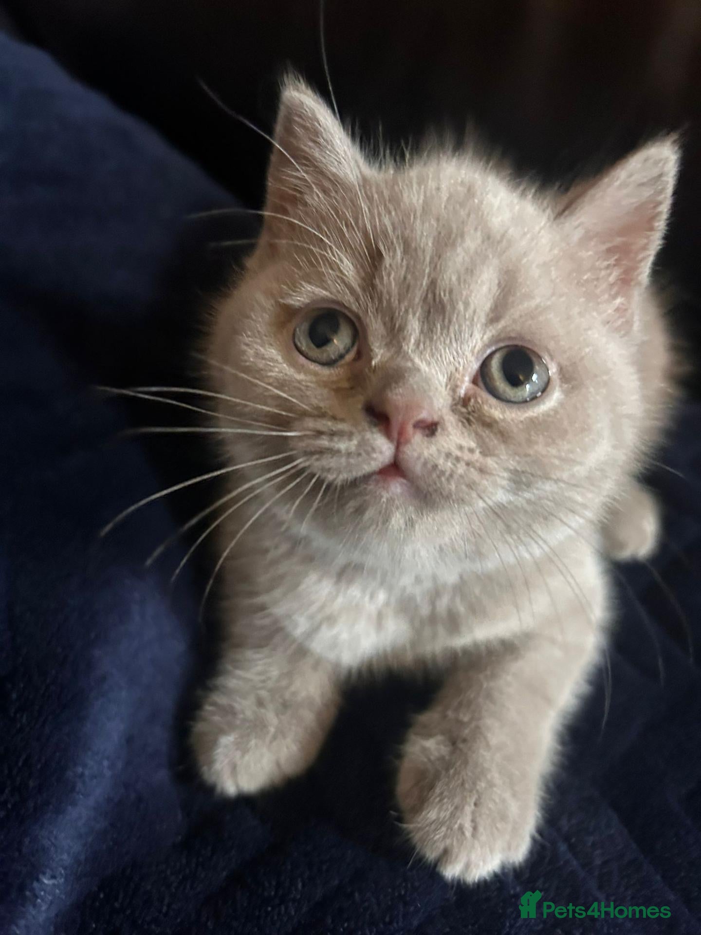 British Shorthair cats £500 REDUCED LAST ONE!One lilac British Shorthair  - Advert 4