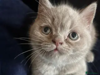 British Shorthair cats £500 REDUCED LAST ONE!One lilac British Shorthair - Advert 4