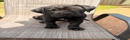 Cane Corso dogs for sale: Cane corso puppies for sale - Advert 8