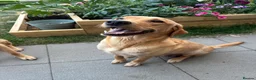 Labrador Retriever dogs for sale: Golden Labrador puppies (shorthair) - Advert 3