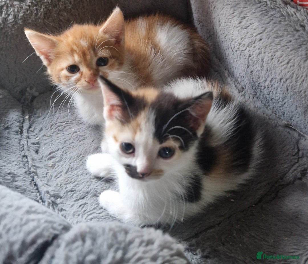 Mixed Breed cats for sale: Siberian cross ready to go!!! - Image 30