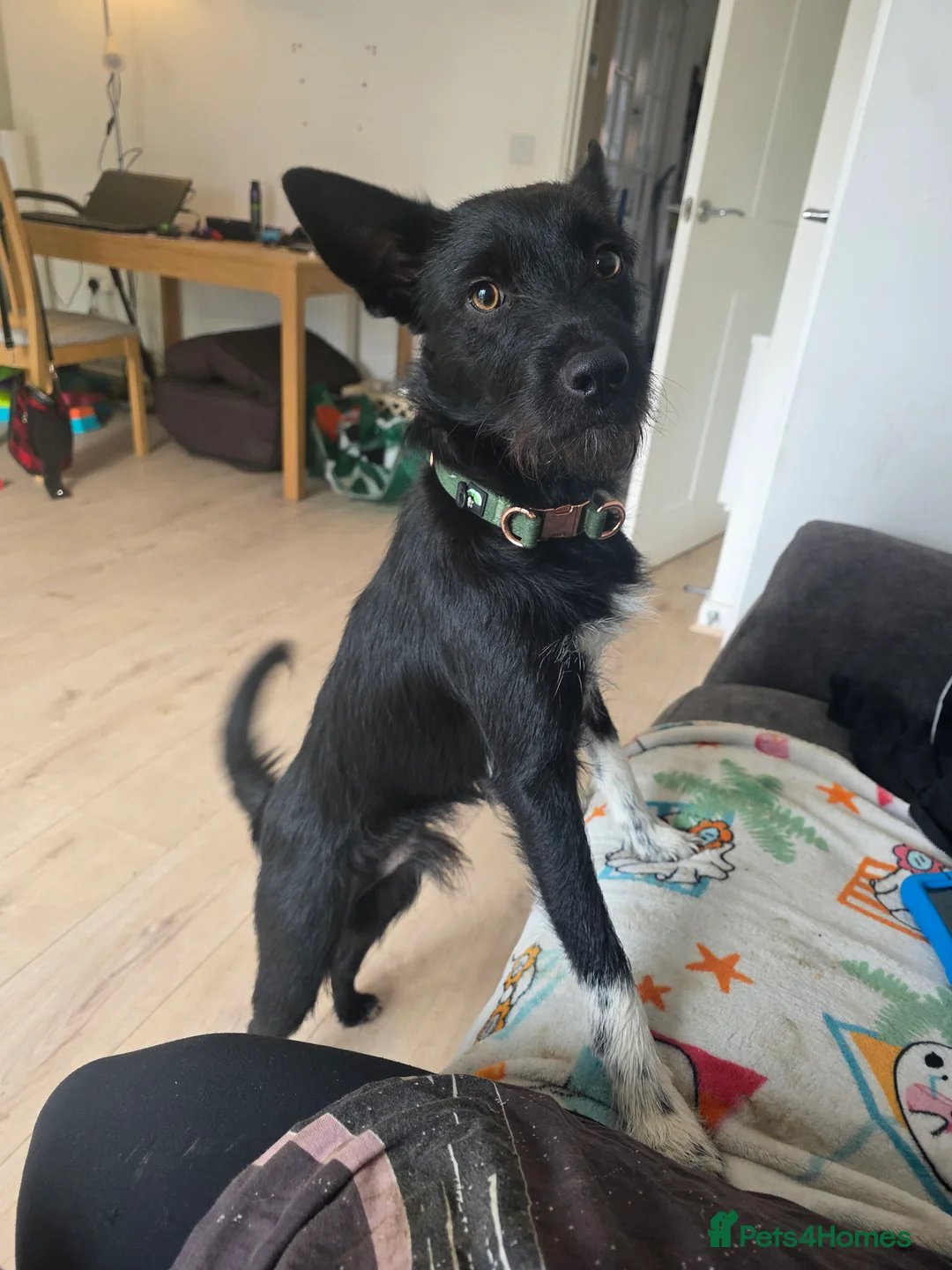 Mixed Breed dogs for sale: Pattadale x collie  - Advert 1