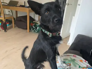 Mixed Breed dogs Pattadale x collie - Advert 1