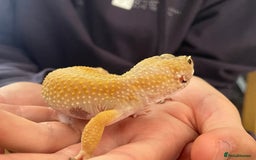 Leopard Gecko reptiles for sale: Free leopard gecko - Image 2
