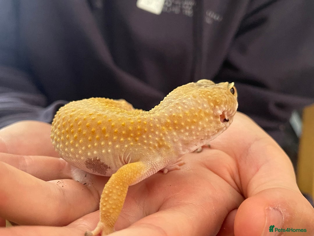 Leopard Gecko reptiles for sale: Free leopard gecko - Image 2