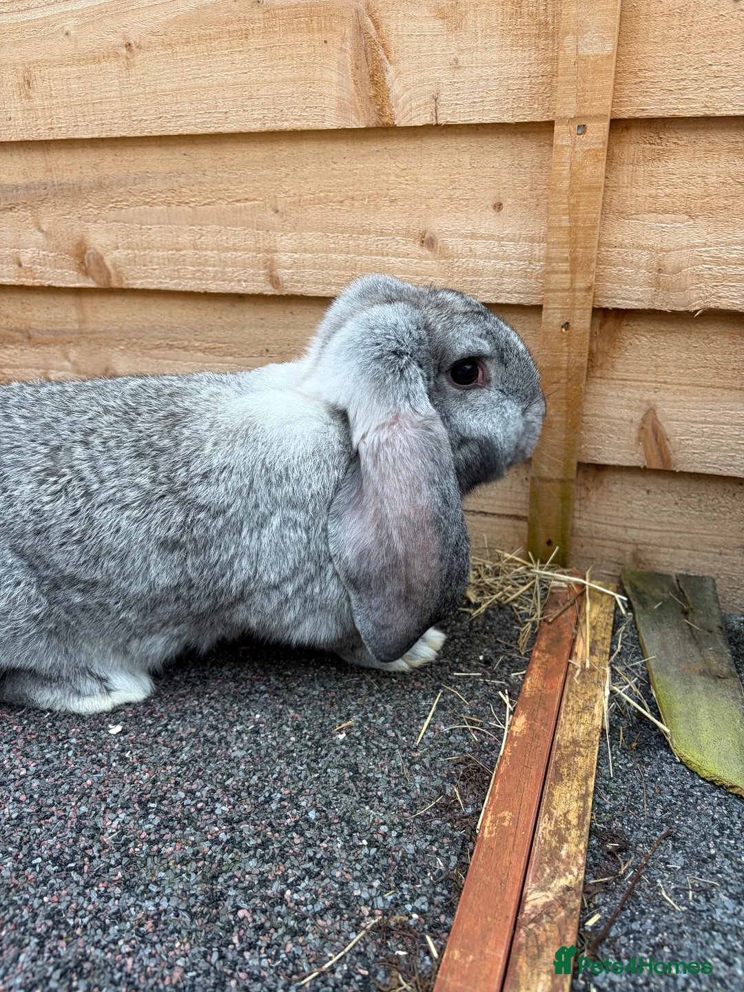 French Lop rabbits for sale: French lop baby buck - Advert 2