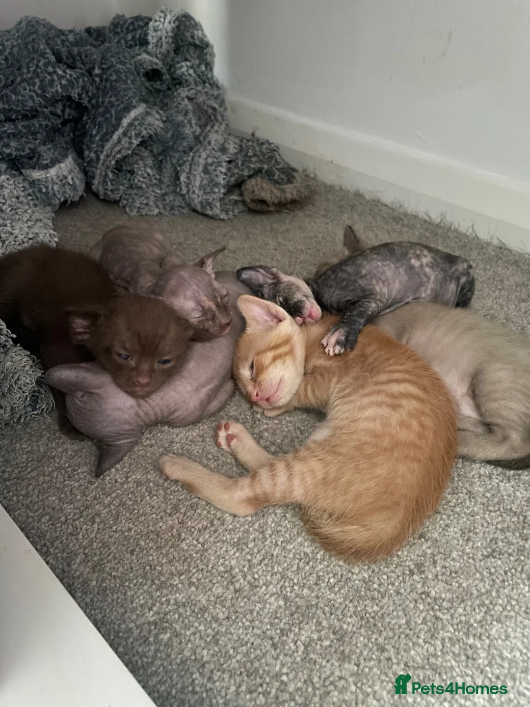 Mixed Breed cats for sale: Oriental x sphynx - Advert 16