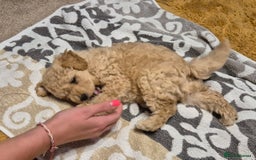 Poodle dogs for sale: Poodle pups - Image 3