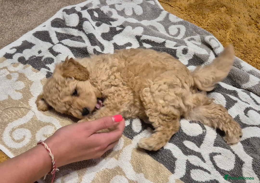 Poodle dogs for sale: Poodle pups - Image 3