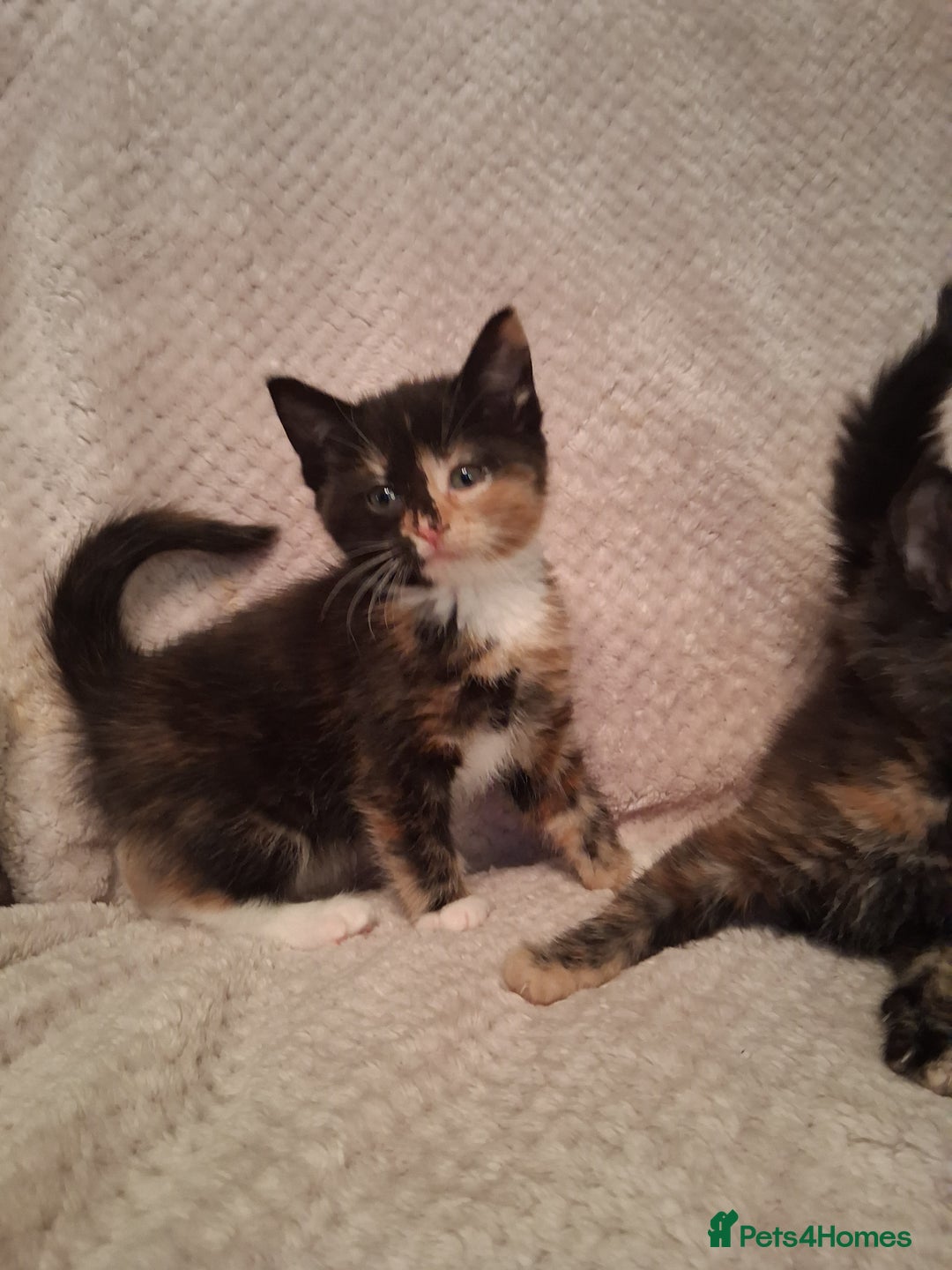 Maine Coon cats for sale: Beautiful Maine Coon kittens  - Advert 22