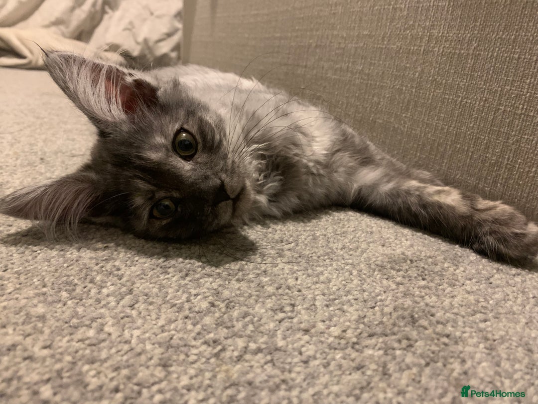 Maine Coon cats for sale: Stunning championship Maine coons for sale - Advert 22