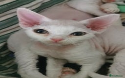 Devon Rex cats for sale: Devon Rex kittens GCCF registered  - Image 12