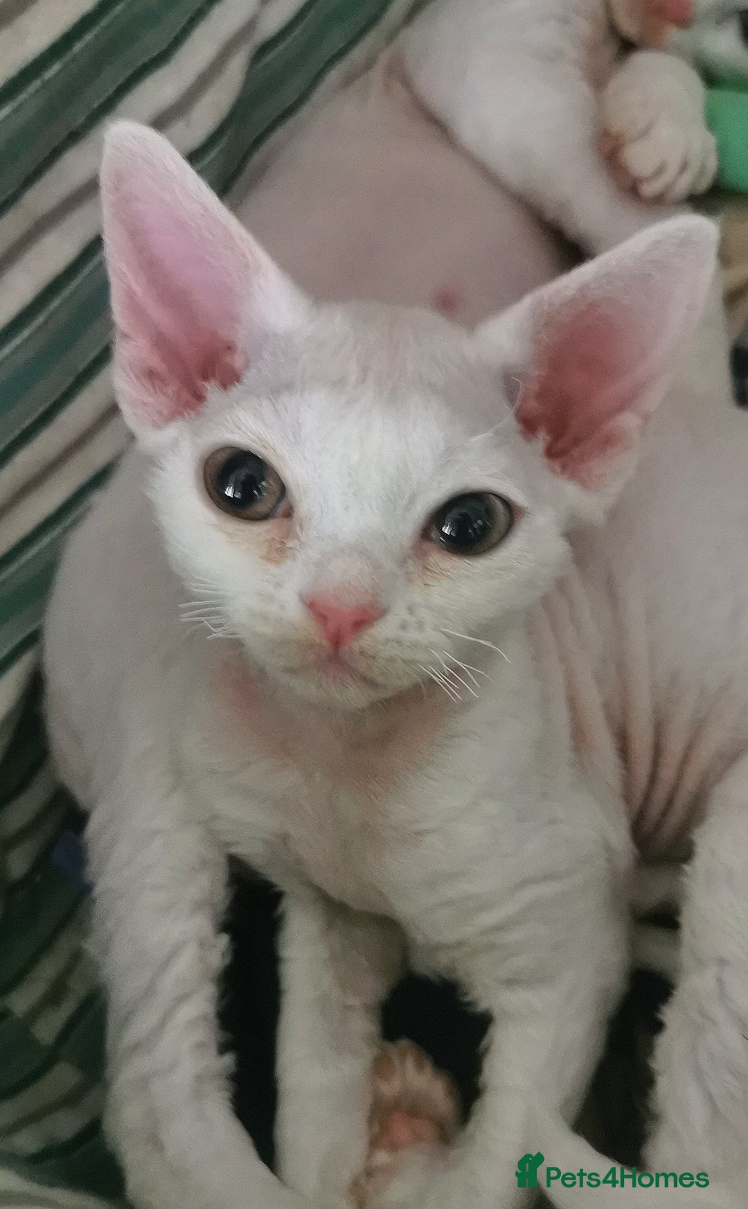 Devon Rex cats for sale: Devon Rex kittens GCCF registered  - Image 12