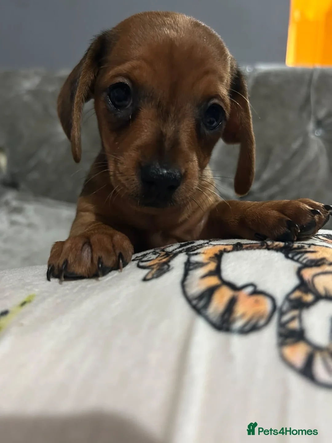 Miniature Dachshund dogs for sale: Tiny MINATURE red dapple Dachund Bitch in Bishop Auckland - Advert 2