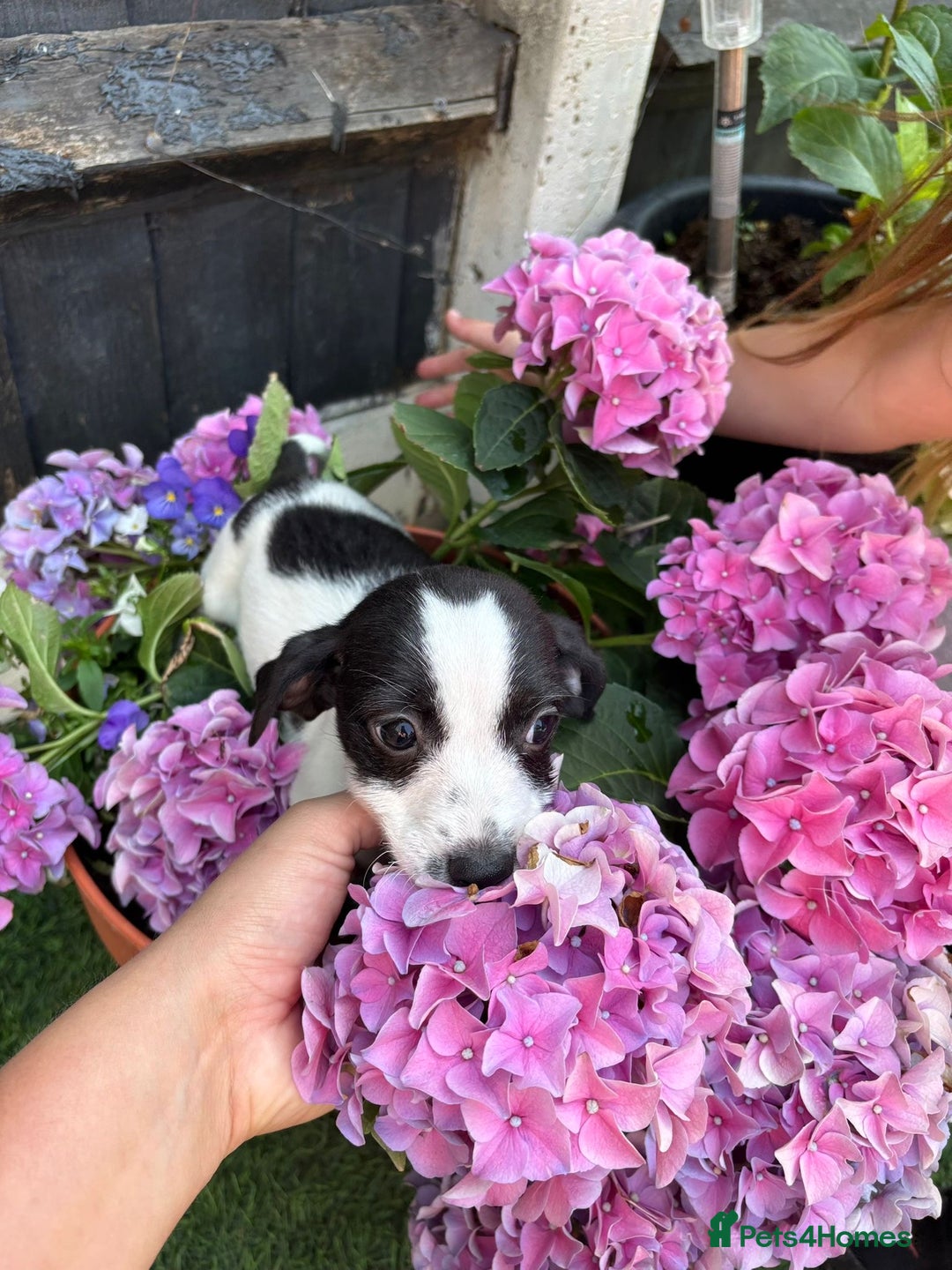 Jack Russell dogs for sale: 2 beautiful Jack Russell puppy girls left  - Image 5
