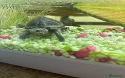 Terrapin reptiles for sale: x2 terrapin turtles - Image 3