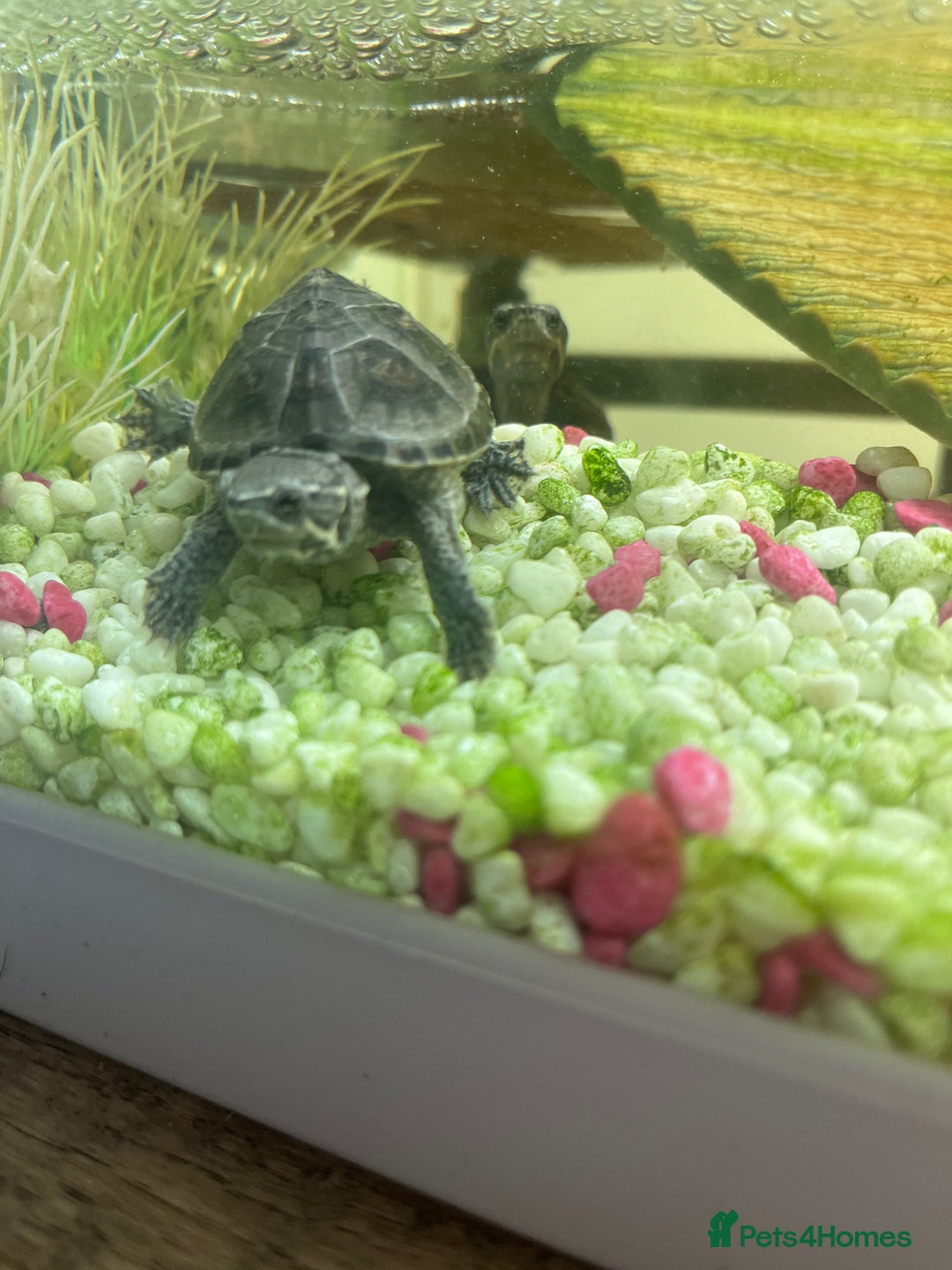 Terrapin reptiles for sale: x2 terrapin turtles - Image 3