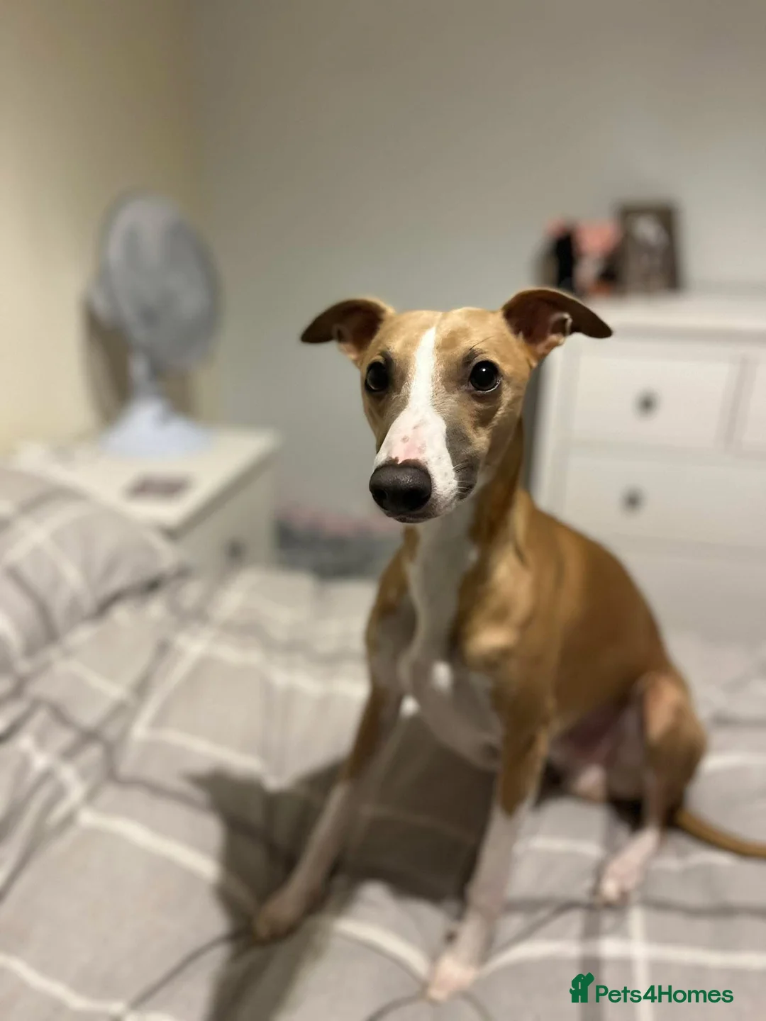 Mixed Breed dogs for sale: Kelpie x Whippet Puppies - Advert 2