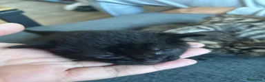 Mixed Breed 1