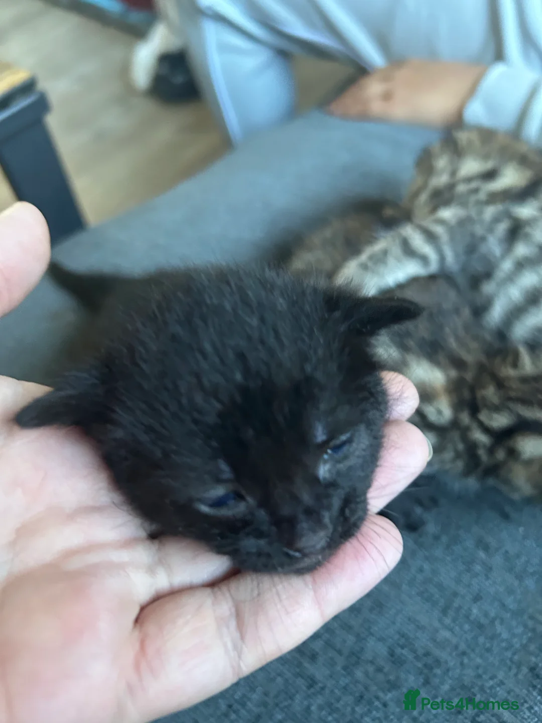 Mixed Breed cats for sale: Gorgeous tabby kittens  in Buckfastleigh - Advert 2