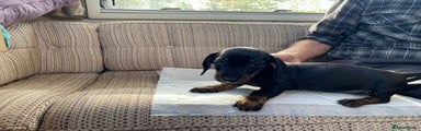 Miniature Dachshund Puppy 3