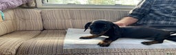 Miniature Dachshund dogs for sale: 3 Black and tan brindle boys - Advert 5