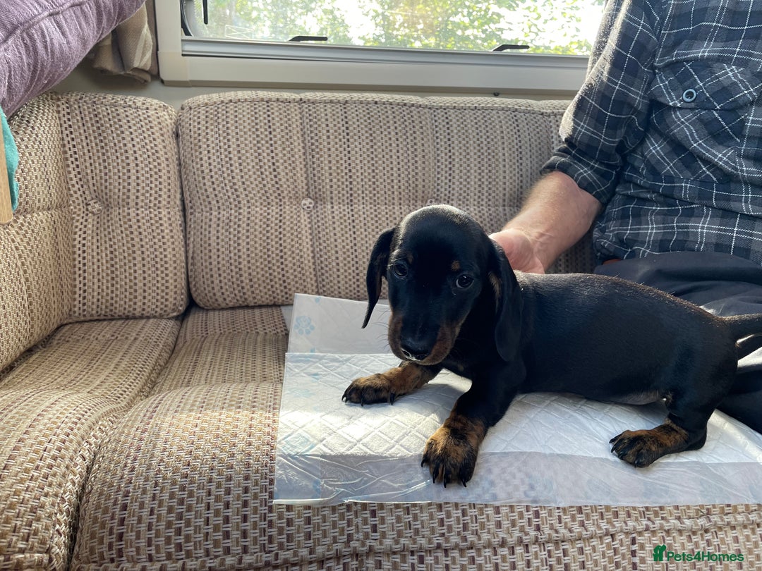 Miniature Dachshund dogs for sale: 3 Black and tan brindle boys - Advert 5