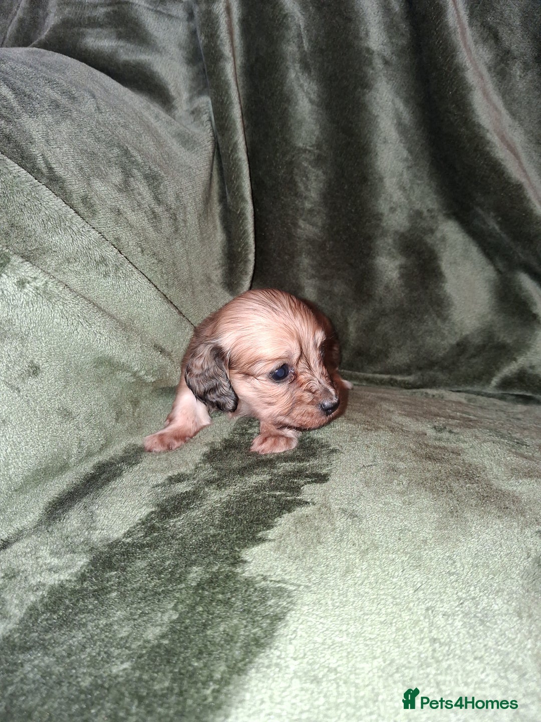 Miniature Dachshund dogs for sale: KC LONGHAIRED MINIATURE DACHSHUNDS  - Image 28