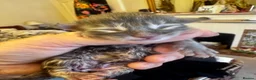 Maine Coon cats for sale: Champion GCCF Maine Coon kittens  - Advert 11