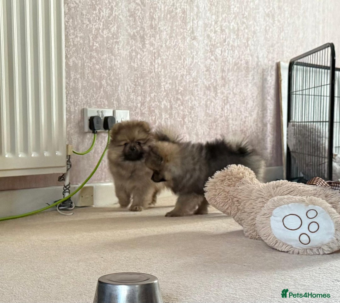 Pomeranian dogs for sale: 10 Week Purebred Pomeranian Champion EU Bloodline  - Advert 8