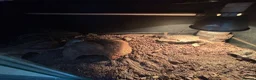 Monitor reptiles for sale: 2 adult ackie monitors for sale with setup  in Dagenham - Advert 3