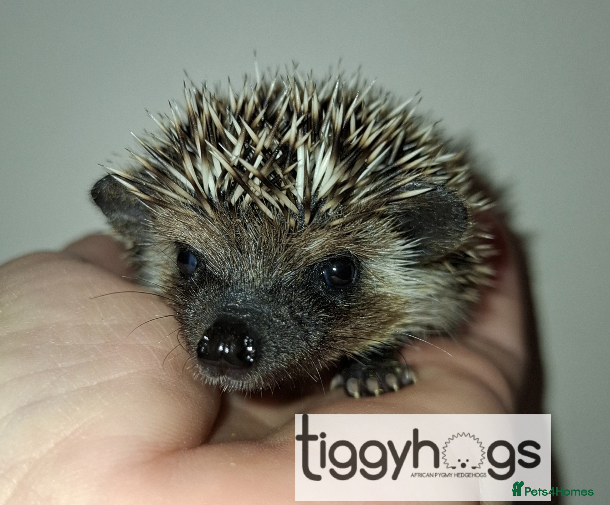 Pygmy Hedgehog rodents  1 handsome boy available to reserve  - Advert 2