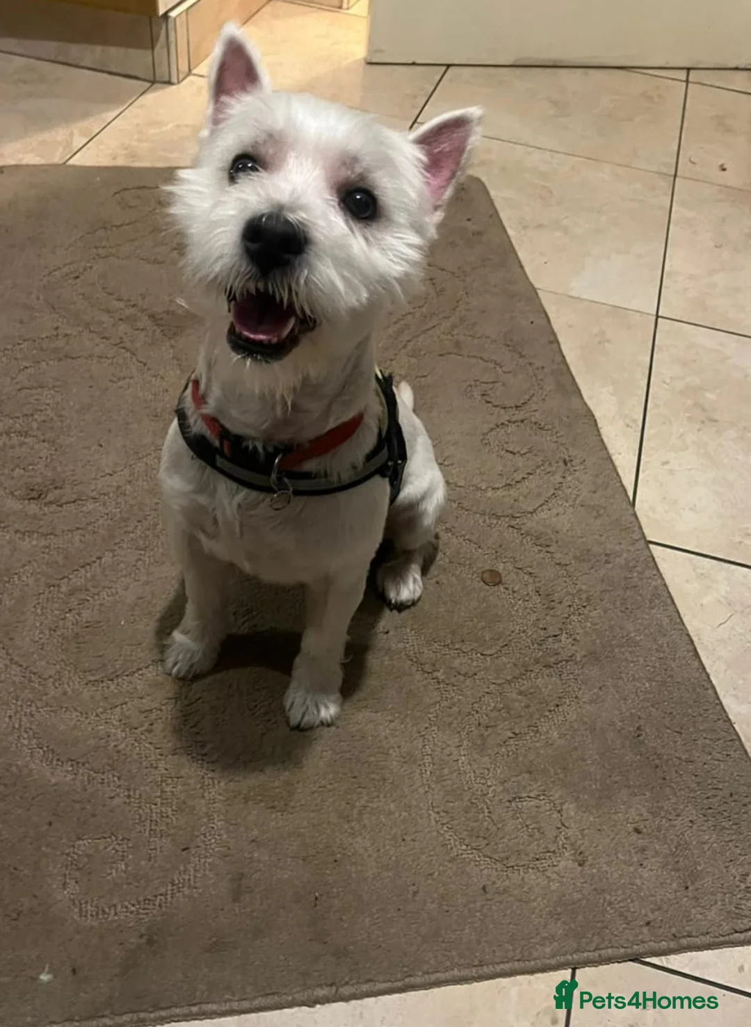 West Highland Terrier dogs for sale: West highland terrier - Advert 1