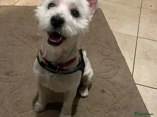 West Highland Terrier dogs West highland terrier - Advert 14