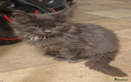 Maine Coon cats for sale: Beautiful Maine coon kittens - Image 11