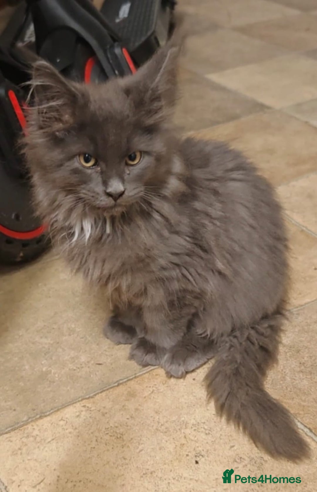 Maine Coon cats for sale: Beautiful Maine coon kittens - Image 11